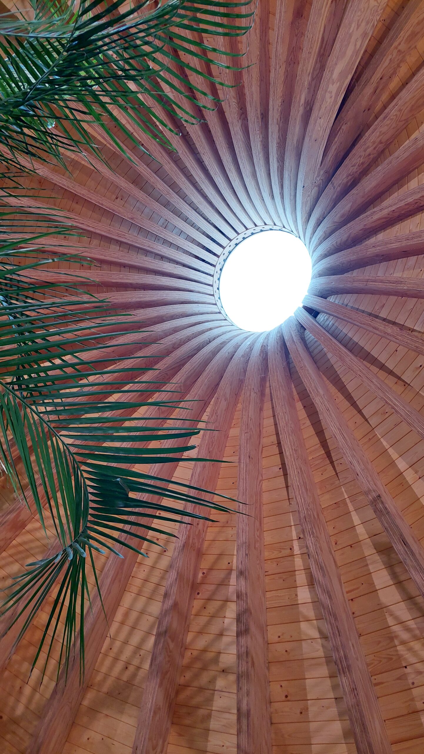 Lichtkoepel boven boom in het hart van de woning Lichtkoepel in ronde woning met boom geplant in echte aarde onderbreking van isolatieschil